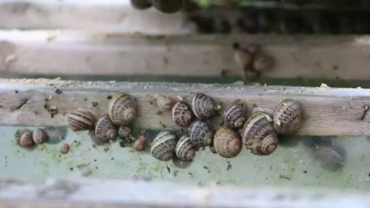 Foto - Her yerde onlardan var: Kilosunu 150 bin liradan satıyor!