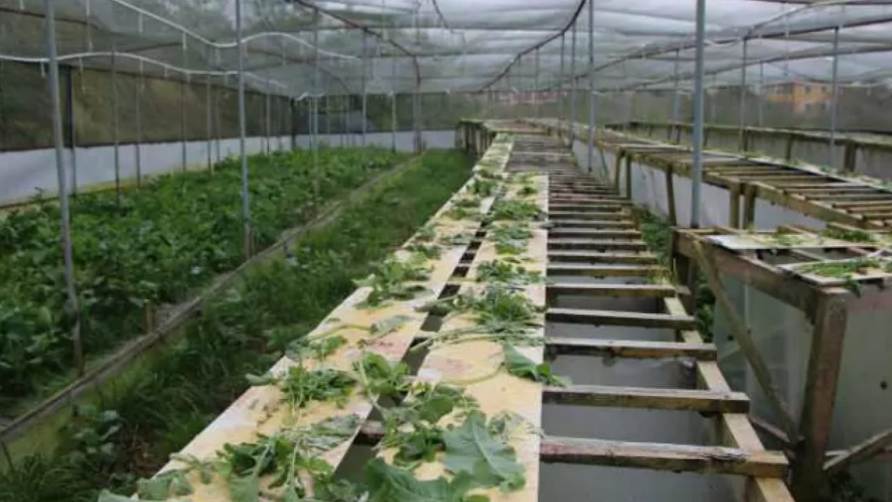 Foto - Her yerde onlardan var: Kilosunu 150 bin liradan satıyor!