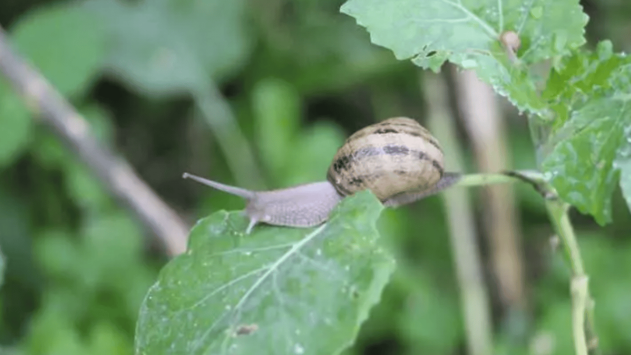 Foto - Her yerde onlardan var: Kilosunu 150 bin liradan satıyor!