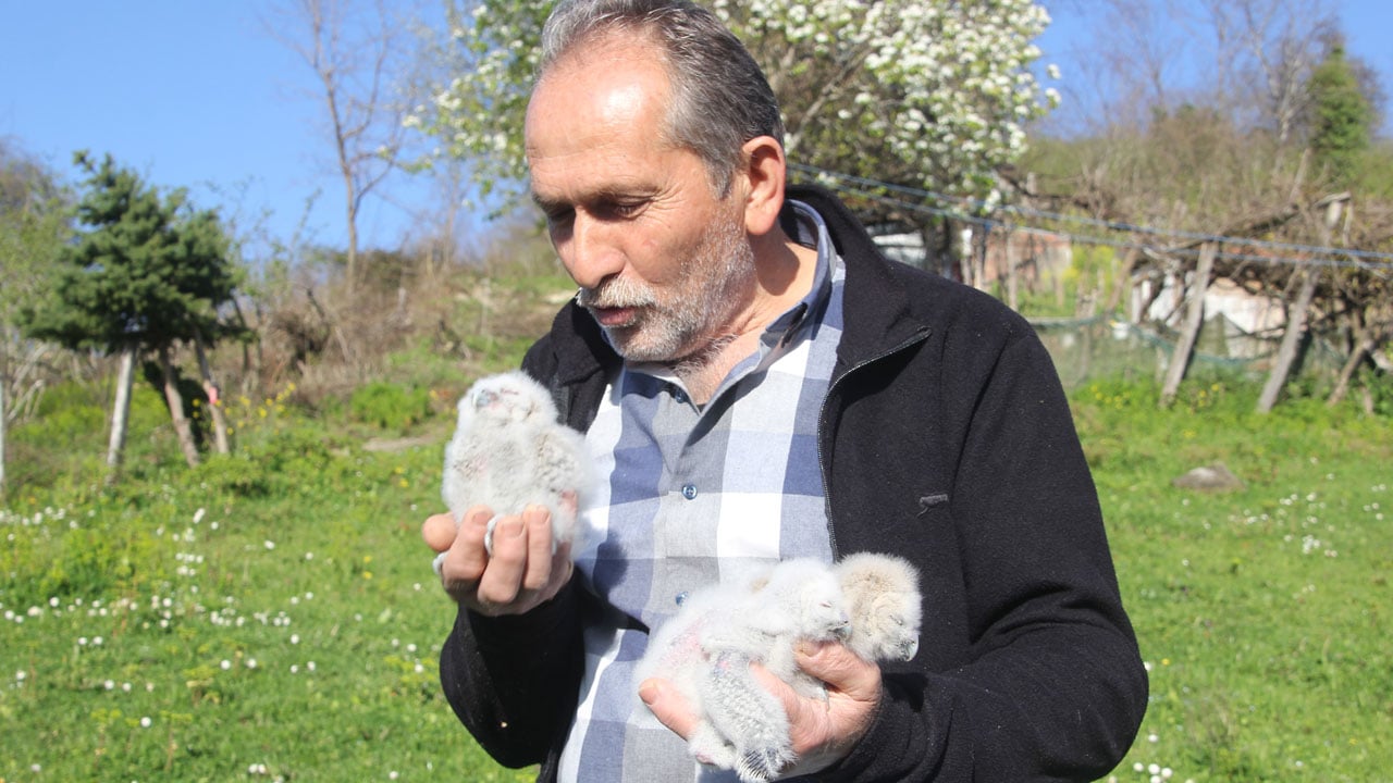Foto - Her yıl aynı yere geliyorlar! 20 yıldır baykuşların en yakın dostu