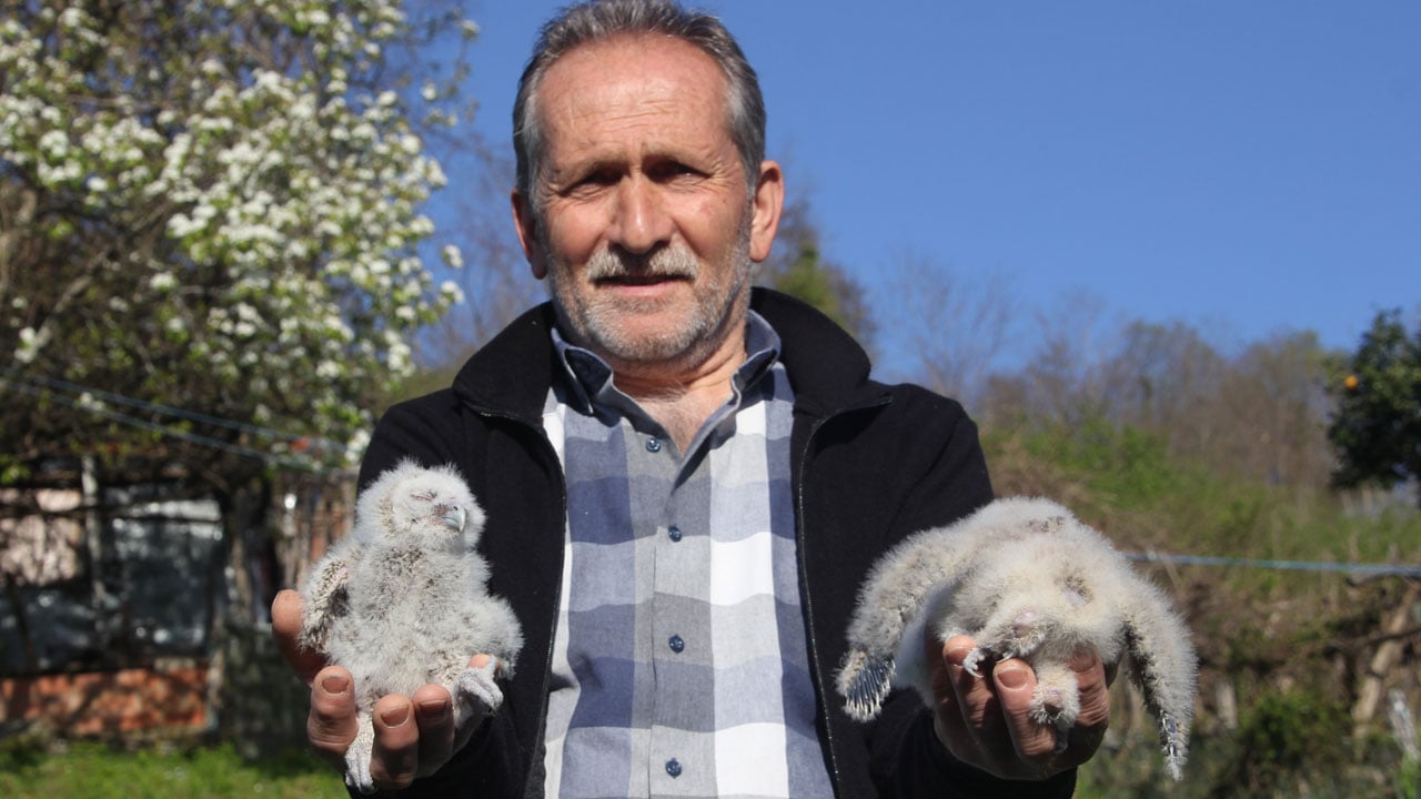 Foto - Her yıl aynı yere geliyorlar! 20 yıldır baykuşların en yakın dostu