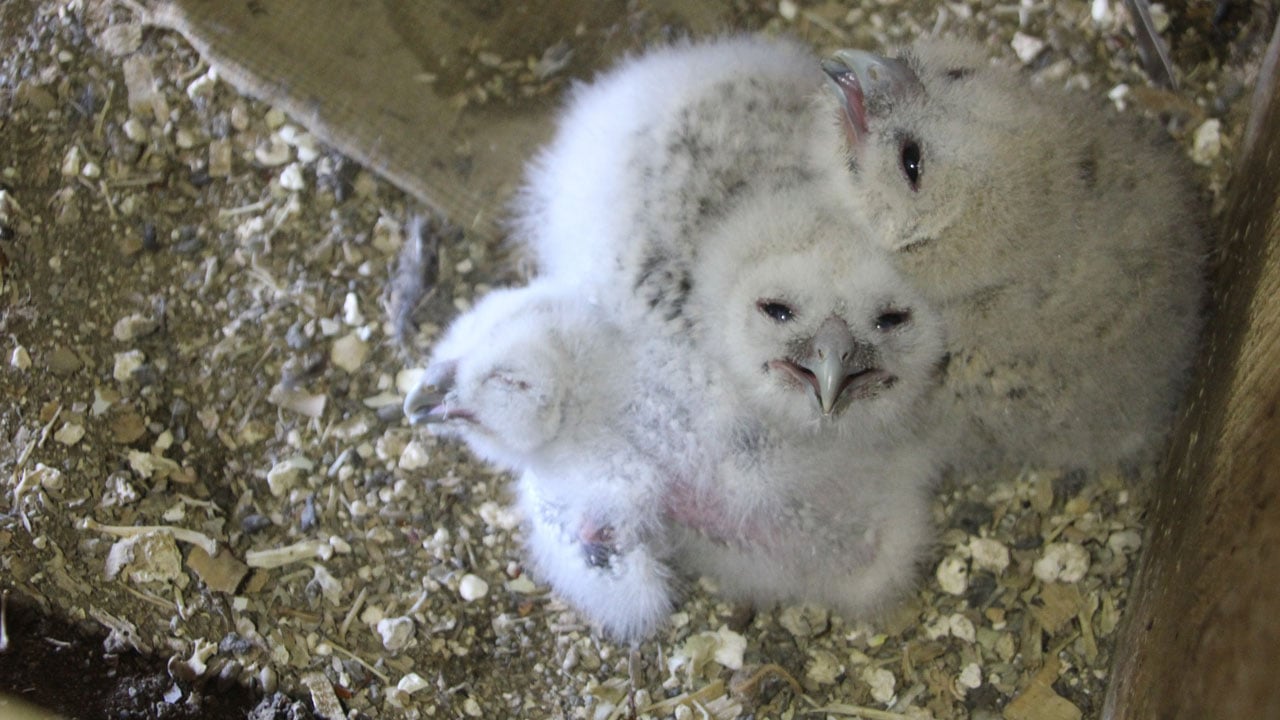 Foto - Her yıl aynı yere geliyorlar! 20 yıldır baykuşların en yakın dostu