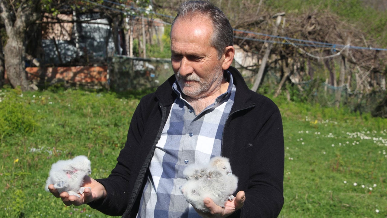 Foto - Her yıl aynı yere geliyorlar! 20 yıldır baykuşların en yakın dostu