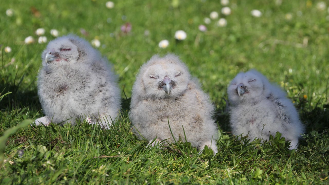 Her yıl aynı yere geliyorlar! 20 yıldır baykuşların en yakın dostu