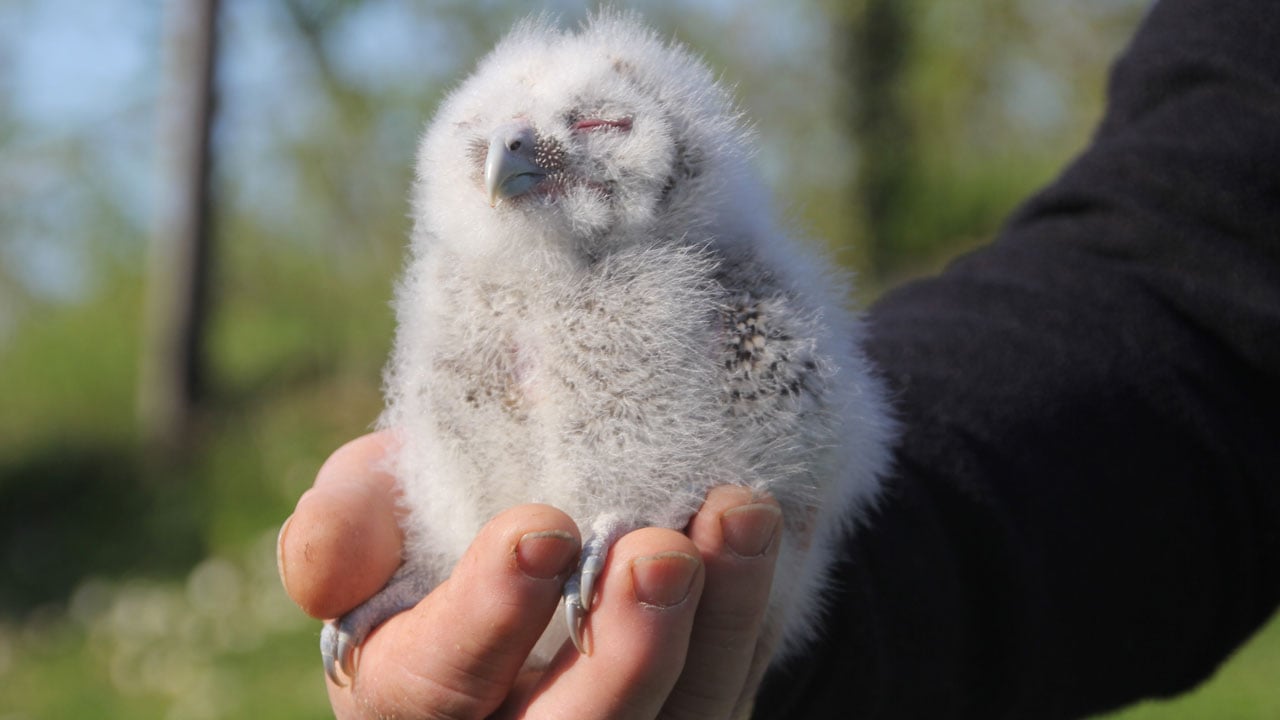 Foto - Her yıl aynı yere geliyorlar! 20 yıldır baykuşların en yakın dostu
