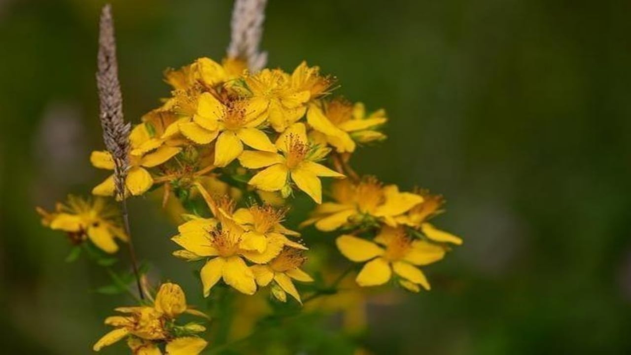 Foto - Her yudumu şifa mübarek! 1 bardakla basuru yok ediyor, kalbi dipçik gibi yapıyor, cildi gençleştiriyor