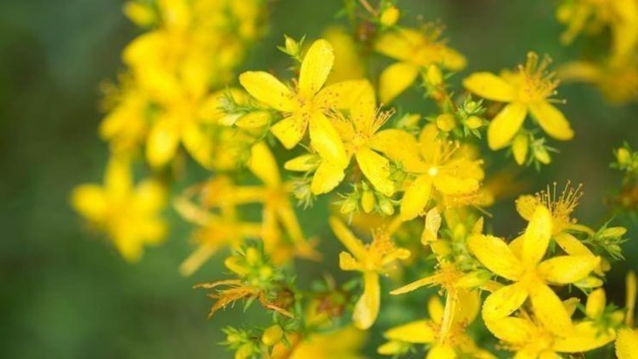 Foto - Her yudumu şifa mübarek! 1 bardakla basuru yok ediyor, kalbi dipçik gibi yapıyor, cildi gençleştiriyor