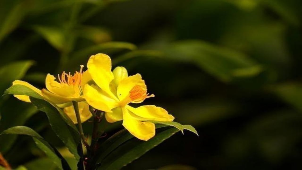 Foto - Her yudumu şifa mübarek! 1 bardakla basuru yok ediyor, kalbi dipçik gibi yapıyor, cildi gençleştiriyor