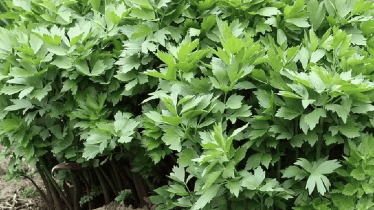 Foto - Herkes merak ediyordu benzerlikten dolayı ama Selam Otu'nun faydaları şaşırtacak...