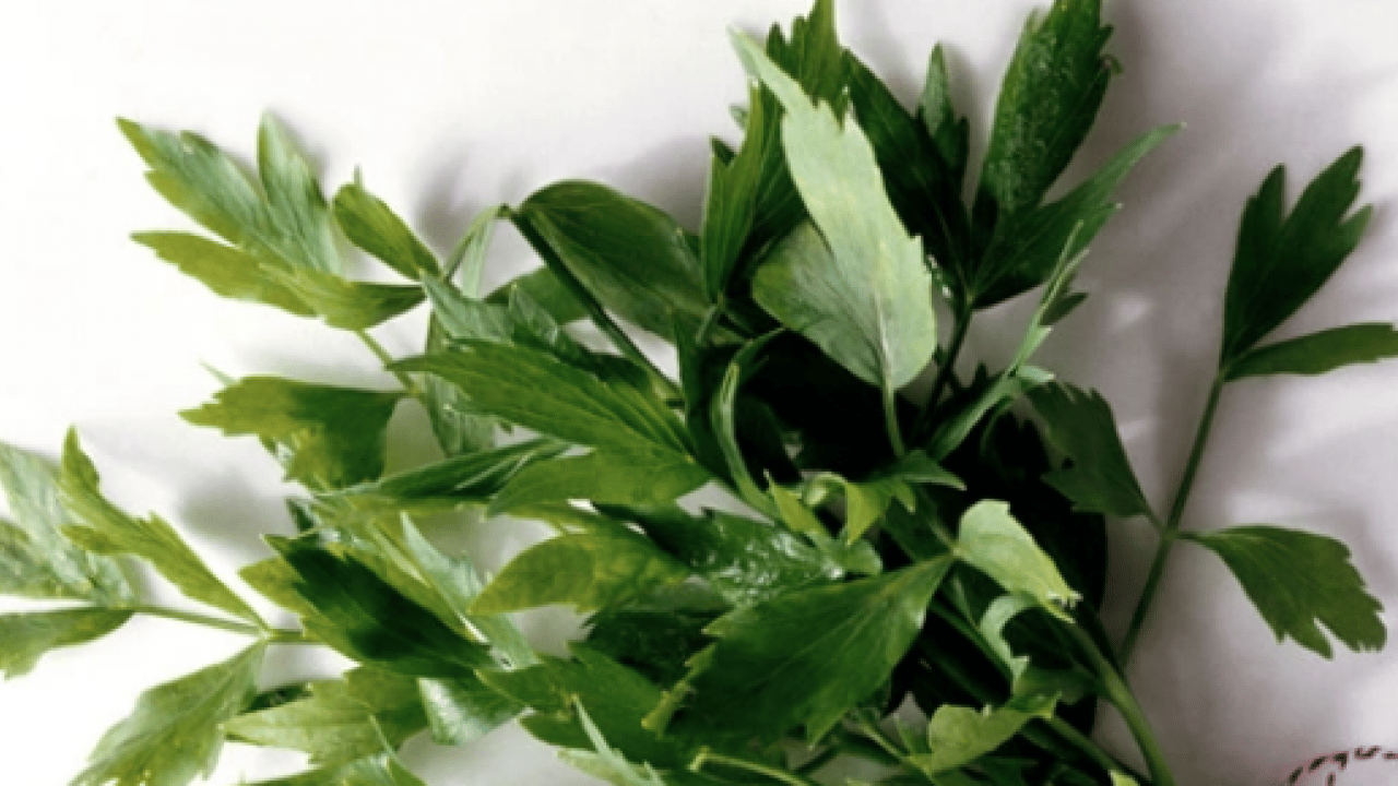 Foto - Herkes merak ediyordu benzerlikten dolayı ama Selam Otu'nun faydaları şaşırtacak...