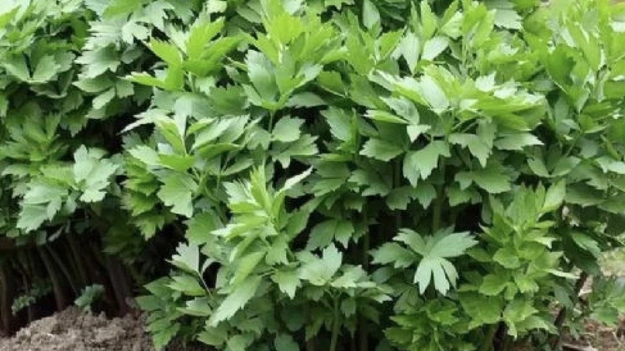 Foto - Herkes merak ediyordu benzerlikten dolayı ama Selam Otu'nun faydaları şaşırtacak...