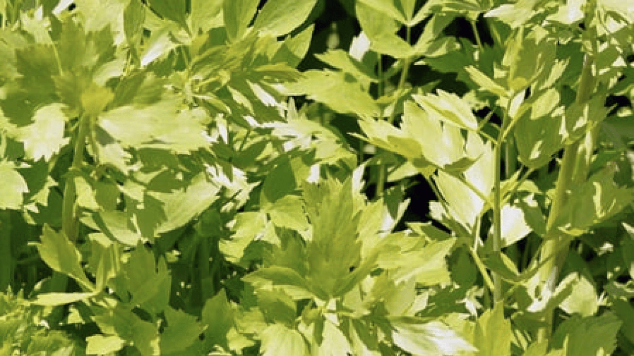 Foto - Herkes merak ediyordu benzerlikten dolayı ama Selam Otu'nun faydaları şaşırtacak...