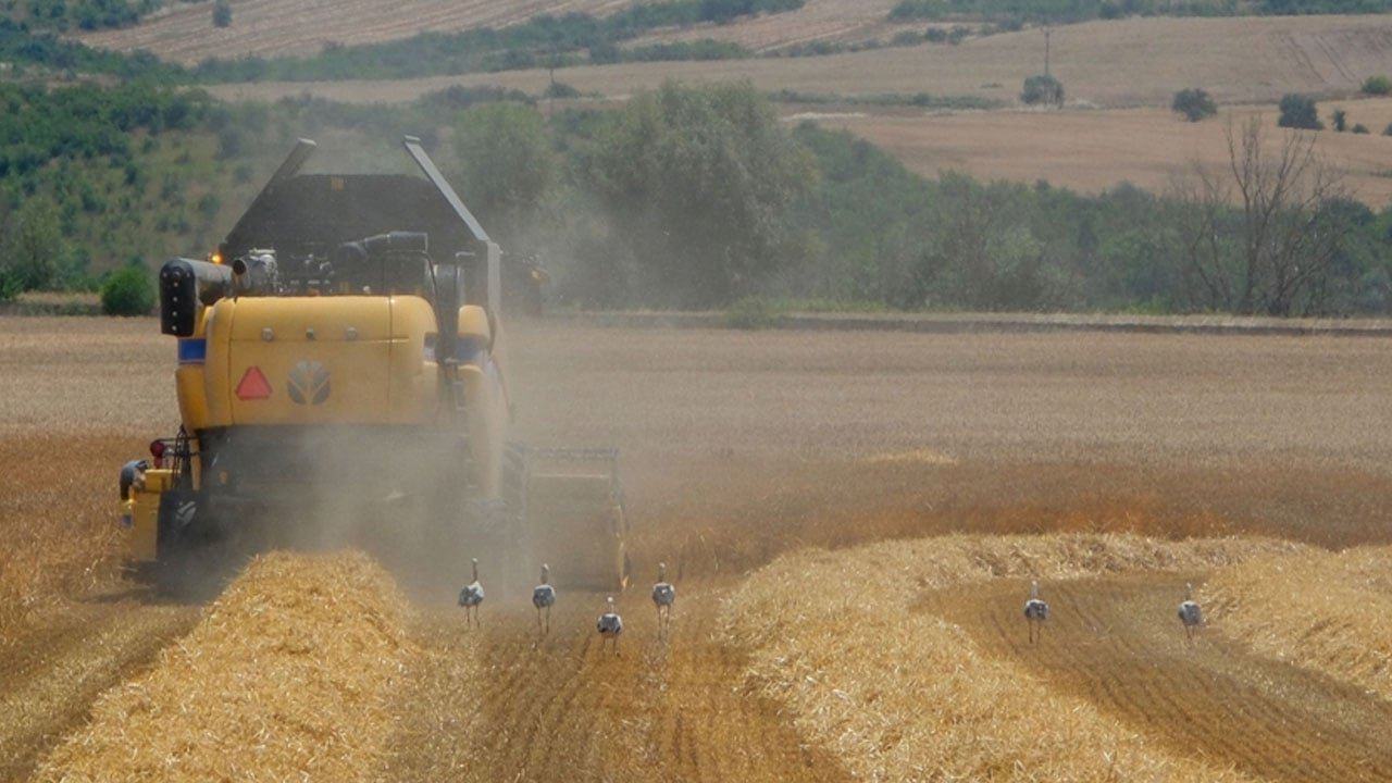 Foto - Herkes rızkının peşinde! Biçerdöver nereye leylekler oraya