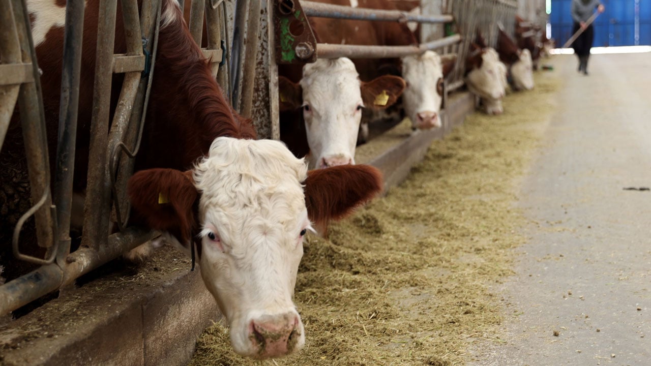 Foto - Hibe desteğiyle başladı, üretimi katladı! Günde 1,5 ton süt üretiyor
