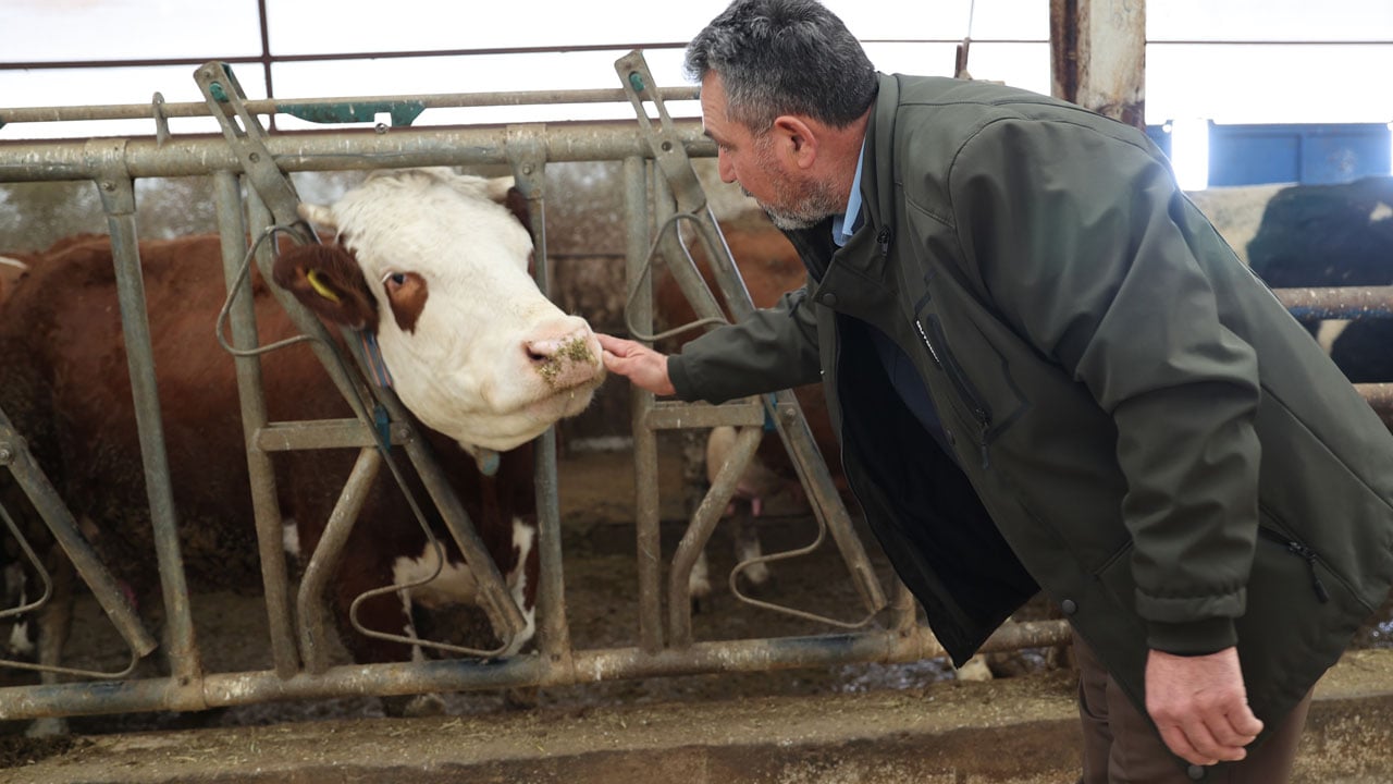 Hibe desteğiyle başladı, üretimi katladı! Günde 1,5 ton süt üretiyor