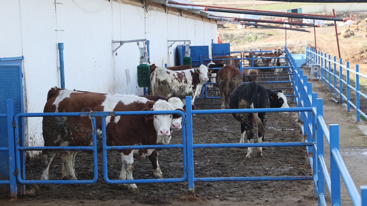 Foto - Hibe desteğiyle başladı, üretimi katladı! Günde 1,5 ton süt üretiyor