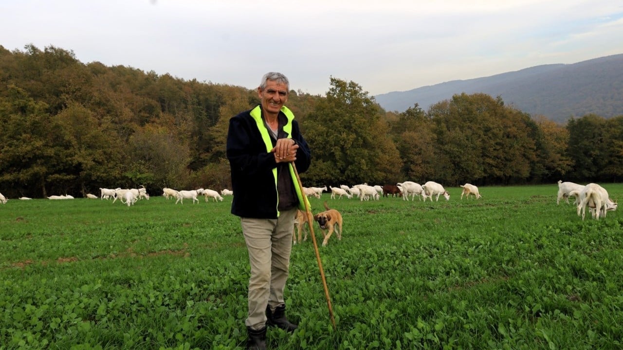Foto - Hibe süt otu desteği meraları çayıra çevirdi, maliyetler düştü