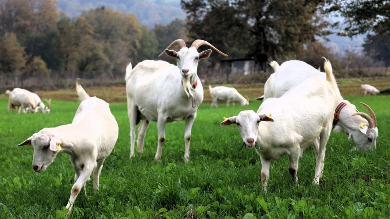 Foto - Hibe süt otu desteği meraları çayıra çevirdi, maliyetler düştü