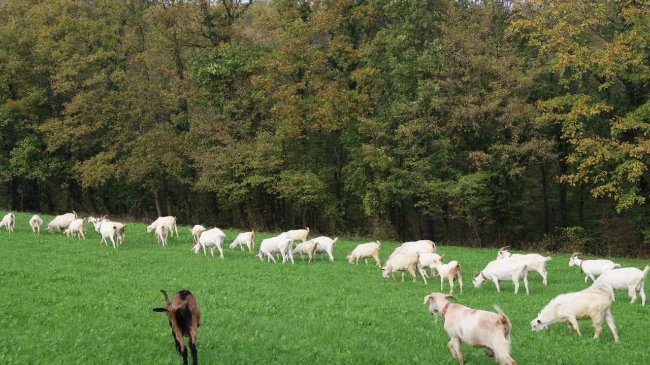 Foto - Hibe süt otu desteği meraları çayıra çevirdi, maliyetler düştü