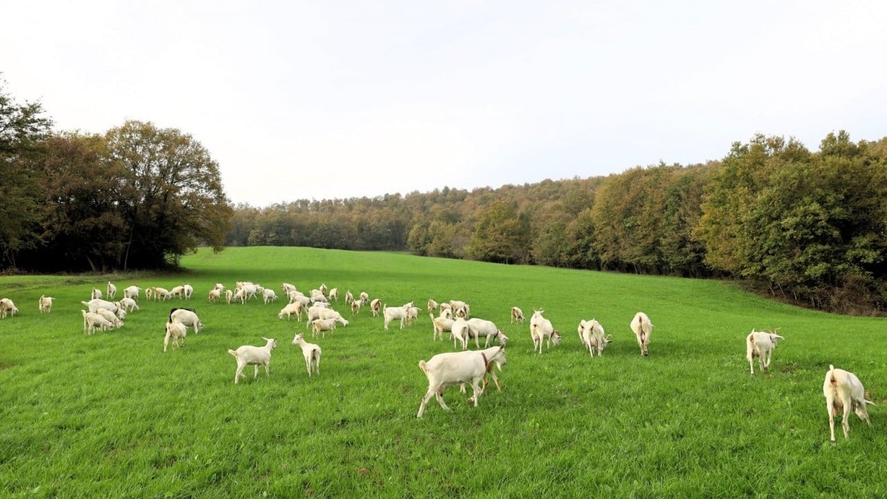 Foto - Hibe süt otu desteği meraları çayıra çevirdi, maliyetler düştü