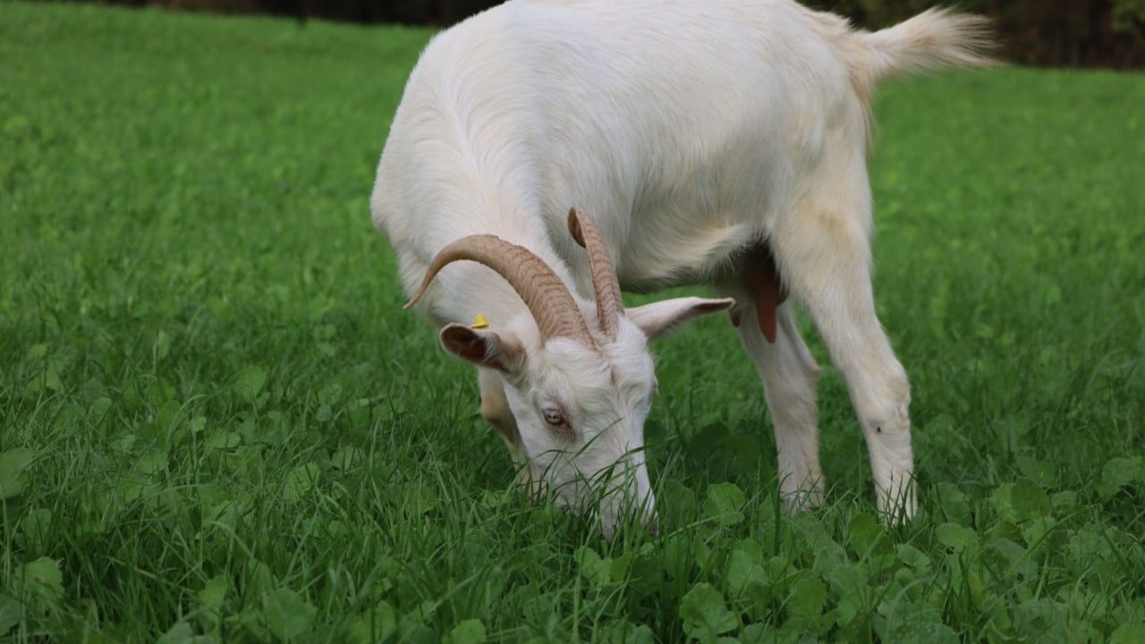 Hibe süt otu desteği meraları çayıra çevirdi, maliyetler düştü