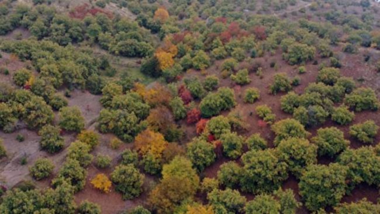 Foto - Hiç kimse bu kadarını beklemiyordu! Mimar baba ve mühendis kızı bu işi kurup 20 ülkeye satmaya başladı 