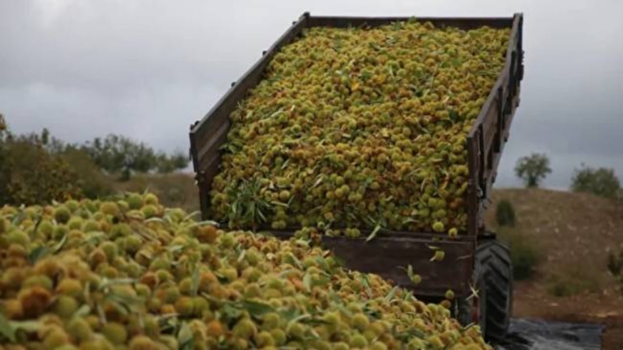Foto - Hiç kimse bu kadarını beklemiyordu! Mimar baba ve mühendis kızı bu işi kurup 20 ülkeye satmaya başladı 