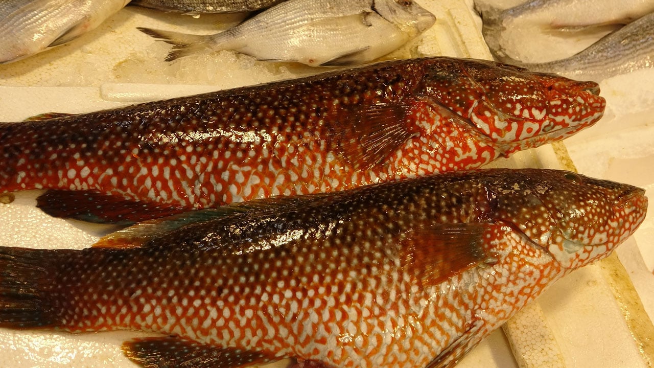 Foto - Hint Okyanusu’ndan Mersin’e geldiler! Gören dönüp dönüp tekrar bakıyor