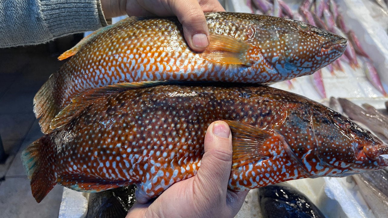 Foto - Hint Okyanusu’ndan Mersin’e geldiler! Gören dönüp dönüp tekrar bakıyor