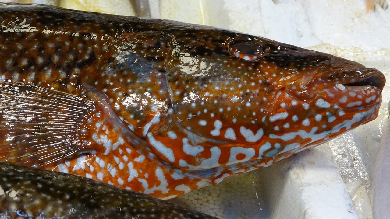 Foto - Hint Okyanusu’ndan Mersin’e geldiler! Gören dönüp dönüp tekrar bakıyor