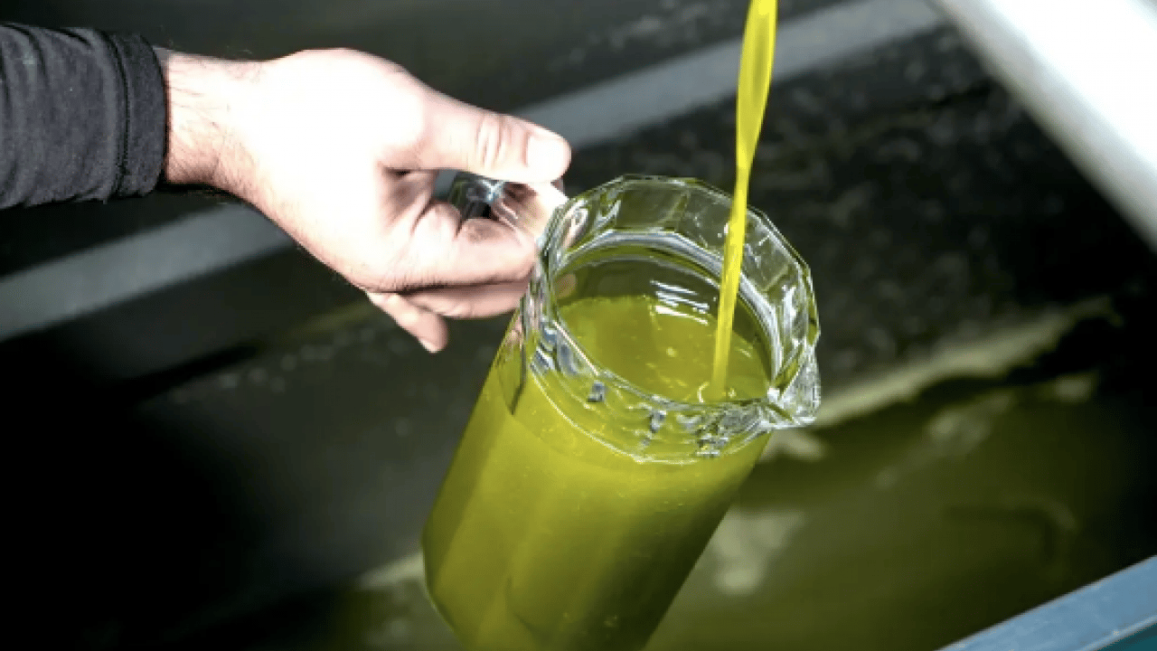 Foto - Saçlarıyla meşhur Hintlilerin saç fışkırtan sırrı: Sadece 5 dakikada kelliğe çözüm, önleyen yöntem var! 