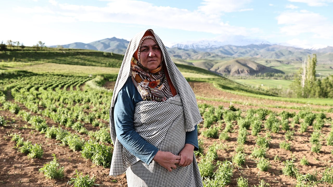Hobi olarak bahçesine ekti, şimdi paraya para demiyor: Kilosunu 2 bin liraya satıyor