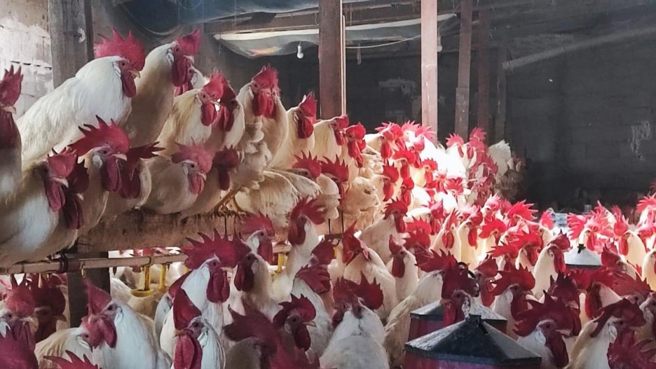 Foto - Hobi olarak başladı, şimdi asıl işi oldu! 3 yılda 850 etlik horoz yetiştirdi