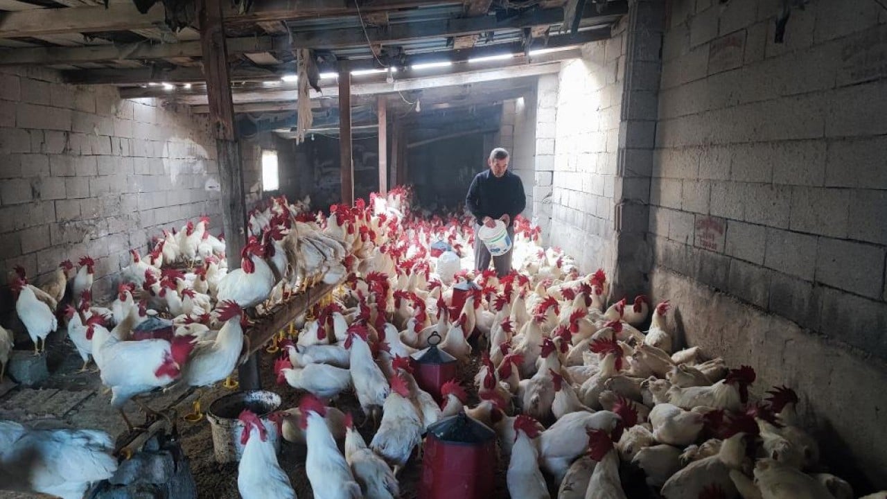 Foto - Hobi olarak başladı, şimdi asıl işi oldu! 3 yılda 850 etlik horoz yetiştirdi
