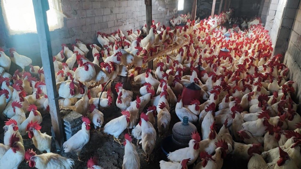 Foto - Hobi olarak başladı, şimdi asıl işi oldu! 3 yılda 850 etlik horoz yetiştirdi