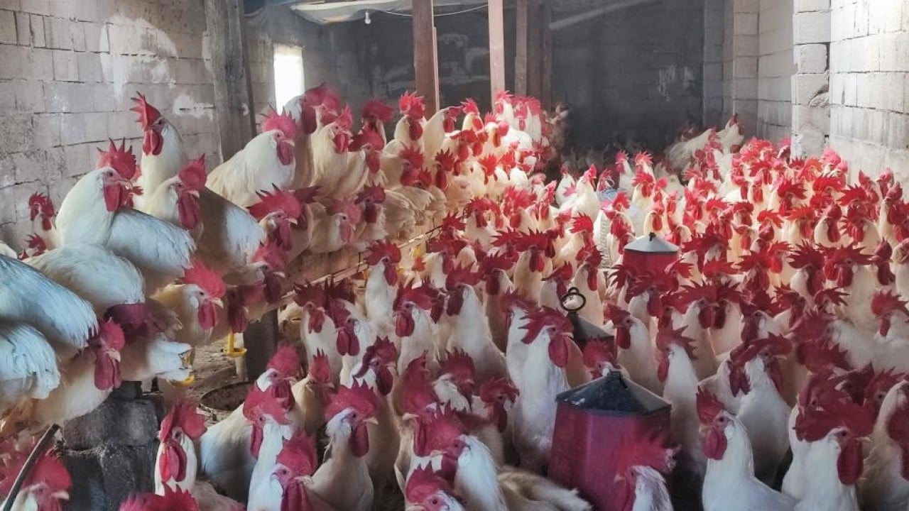 Foto - Hobi olarak başladı, şimdi asıl işi oldu! 3 yılda 850 etlik horoz yetiştirdi