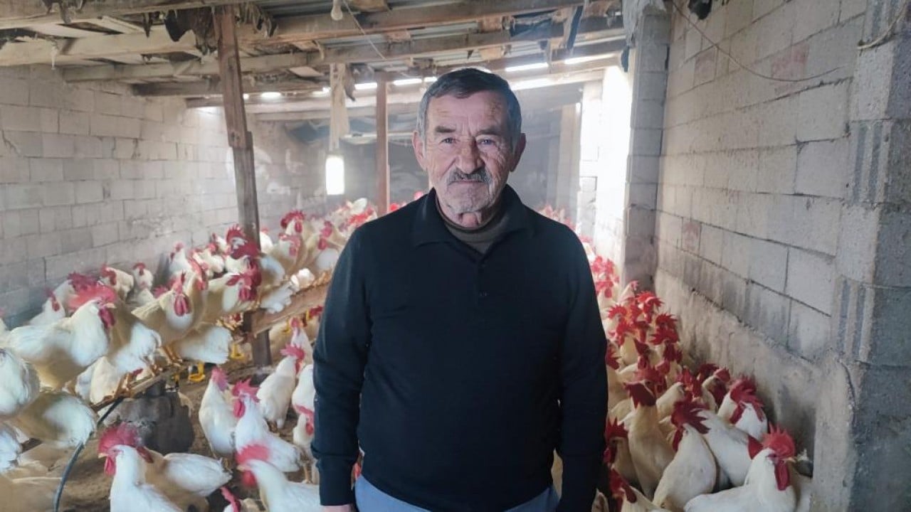 Foto - Hobi olarak başladı, şimdi asıl işi oldu! 3 yılda 850 etlik horoz yetiştirdi