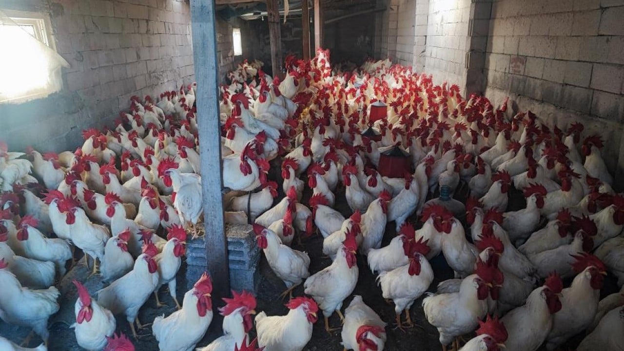 Foto - Hobi olarak başladı, şimdi asıl işi oldu! 3 yılda 850 etlik horoz yetiştirdi