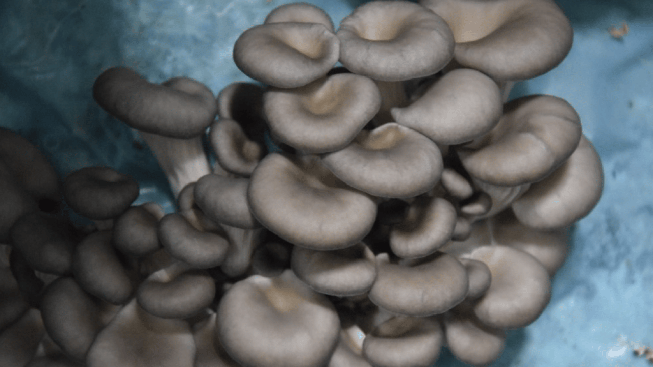 Hobi olarak başlamıştı: Şimdi 1 tona yakın hasat elde ediyor!