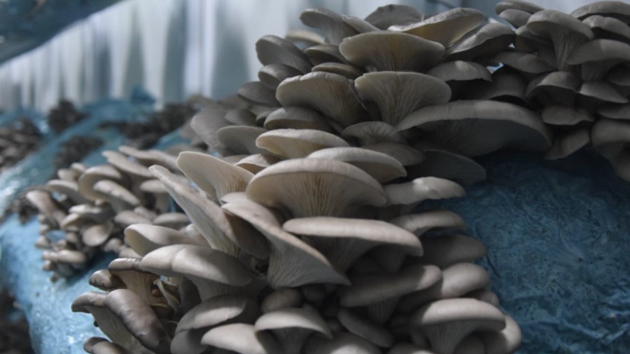 Foto - Hobi olarak başlamıştı: Şimdi 1 tona yakın hasat elde ediyor!