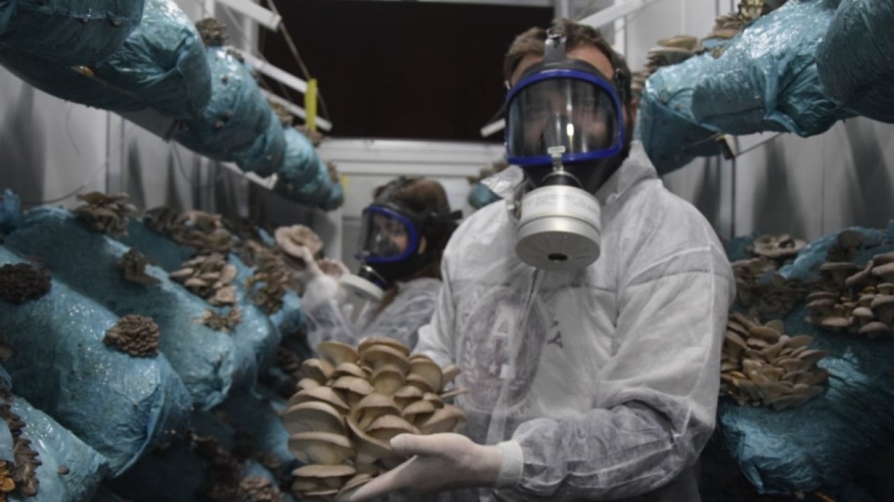 Foto - Hobi olarak başlamıştı: Şimdi 1 tona yakın hasat elde ediyor!