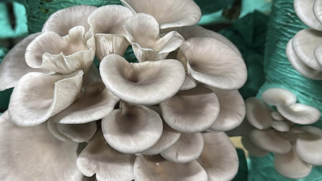 Foto - Hobi olarak başlamıştı: Şimdi 1 tona yakın hasat elde ediyor!