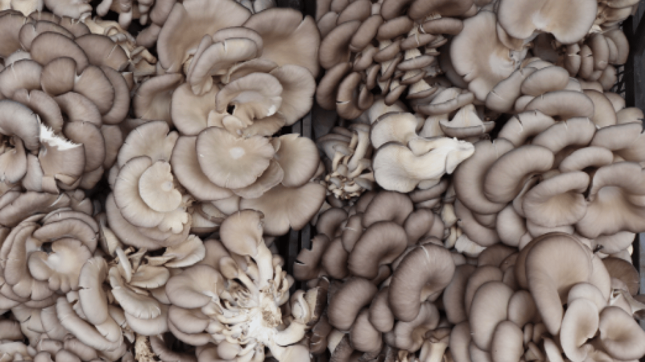 Foto - Hobi olarak başlamıştı: Şimdi 1 tona yakın hasat elde ediyor!