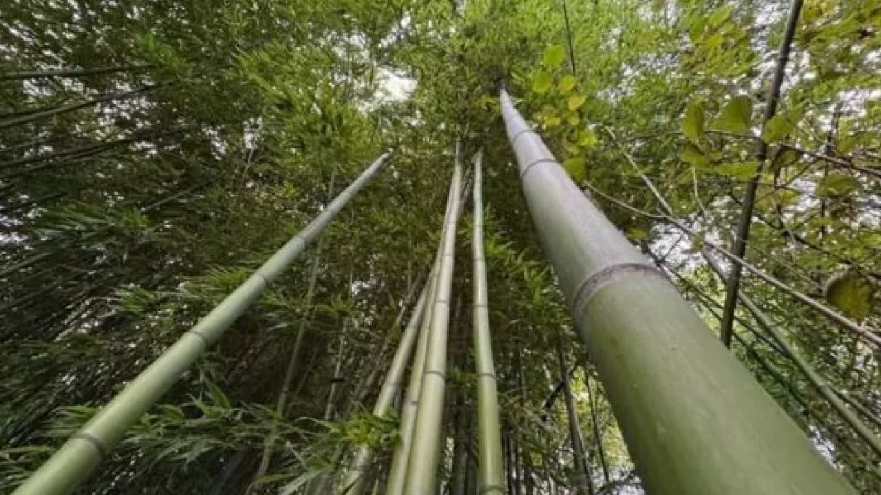 Foto - Çin'den dünyaya yayıldı! Memleketine ekti 500 bin lira kazandı!