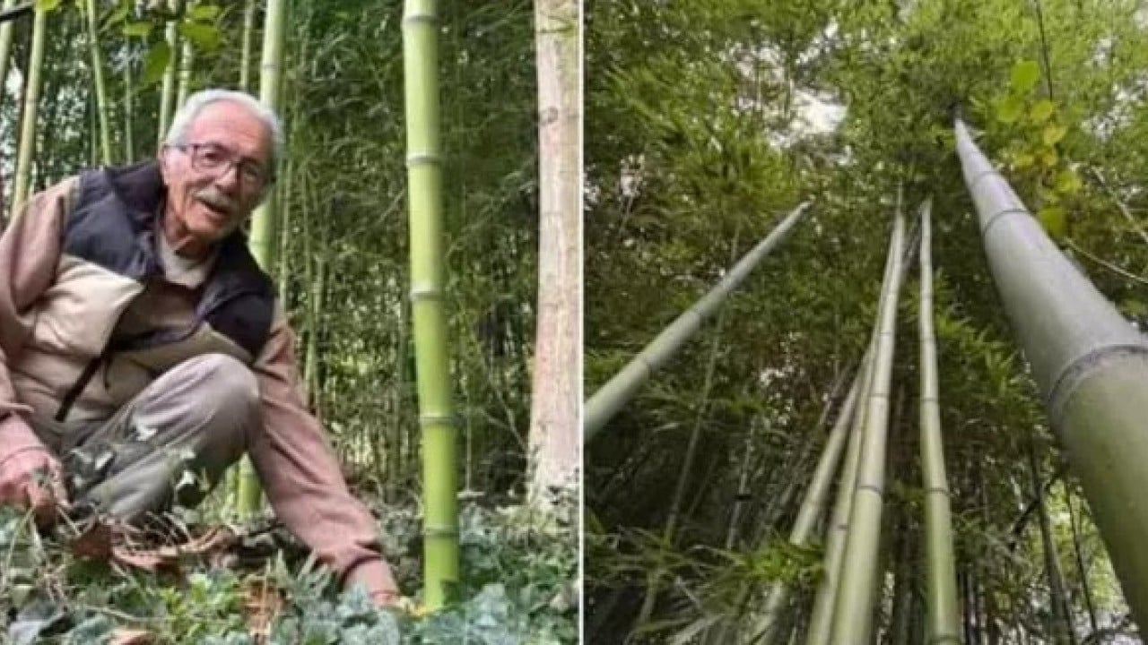 Foto - Çin'den dünyaya yayıldı! Memleketine ekti 500 bin lira kazandı!