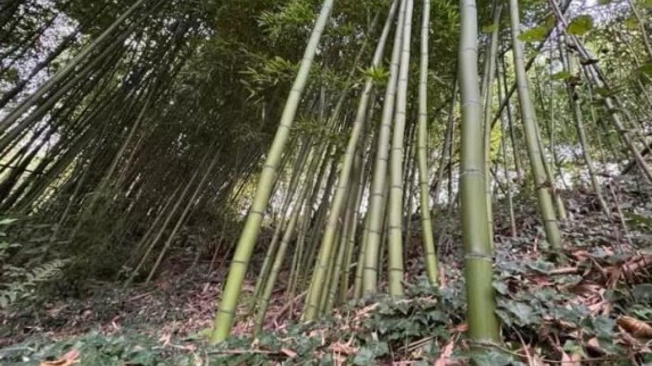 Foto - Çin'den dünyaya yayıldı! Memleketine ekti 500 bin lira kazandı!