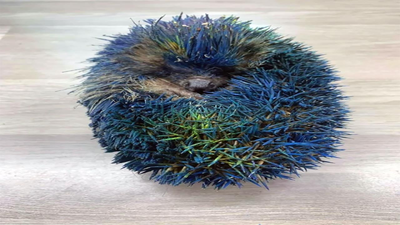 Foto - Holiganların boyadığı minik kirpi yaşam mücadelesini kaybetti