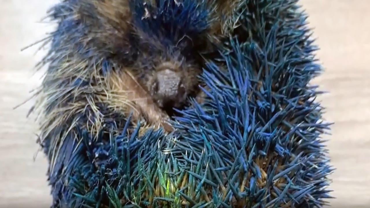 Holiganların boyadığı minik kirpi yaşam mücadelesini kaybetti