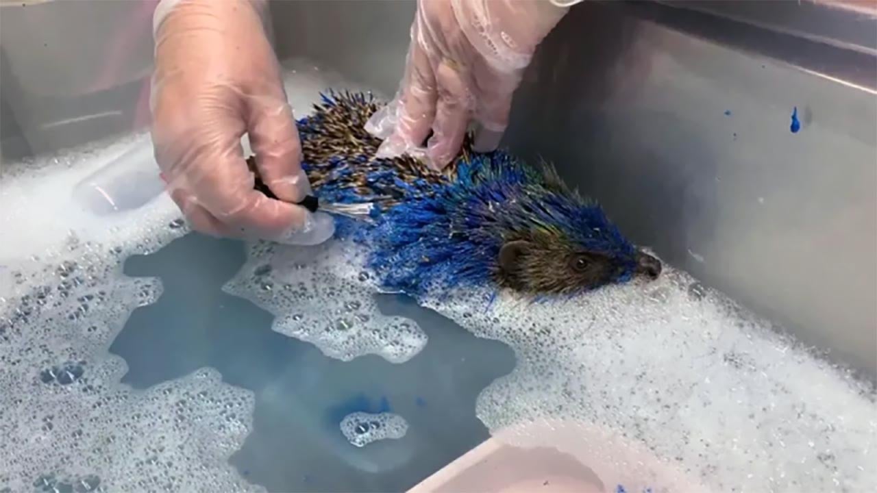 Foto - Holiganların boyadığı minik kirpi yaşam mücadelesini kaybetti