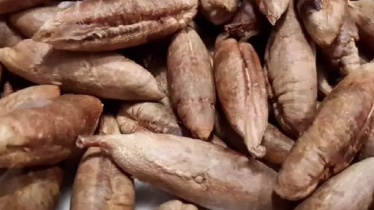 Foto - Hurma çekirdeklerini sakın çöpe atmayın! İşte o verdiği şifalar...